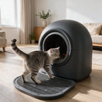 KlarKlo im Wohnzimmer, Katze steigt ein